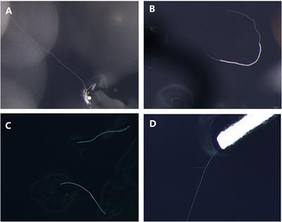 Cold storage promotes germination and colonization of arbuscular mycorrhizal fungal hyphae as propagules